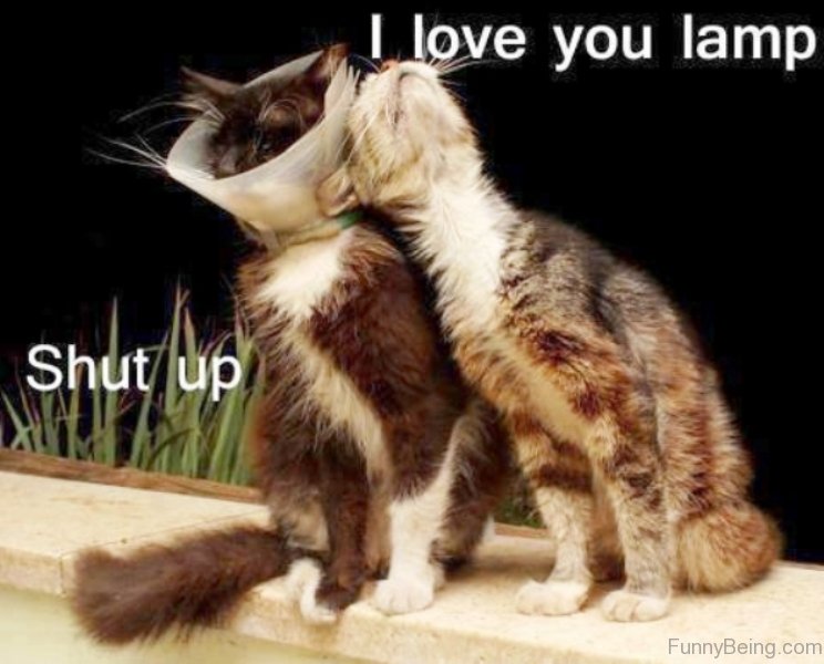 110 Lovely Cat Memes