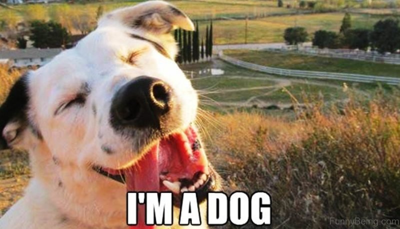 50 Funny Dog Memes You Need To See
