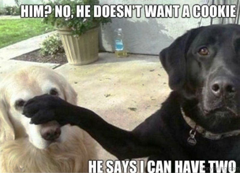 Image result for funny dog memes