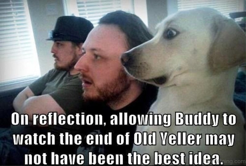 50 Funniest Dog Memes Of All Time