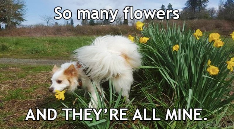 50 Funniest Dog Memes Of All Time