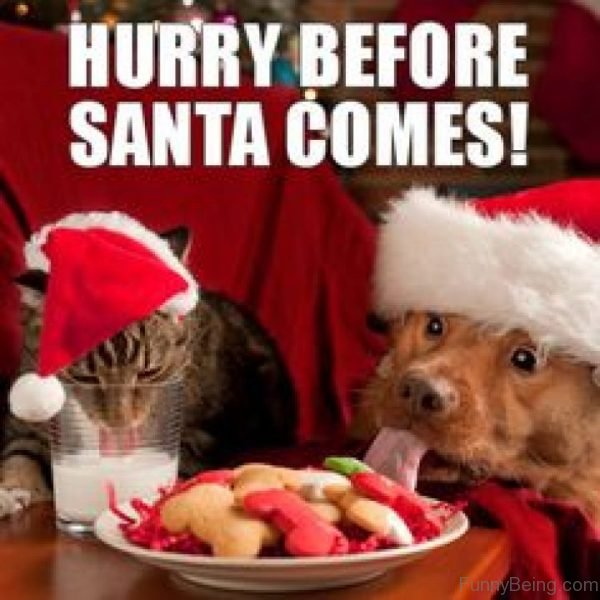 Top 90 Funny Christmas Memes