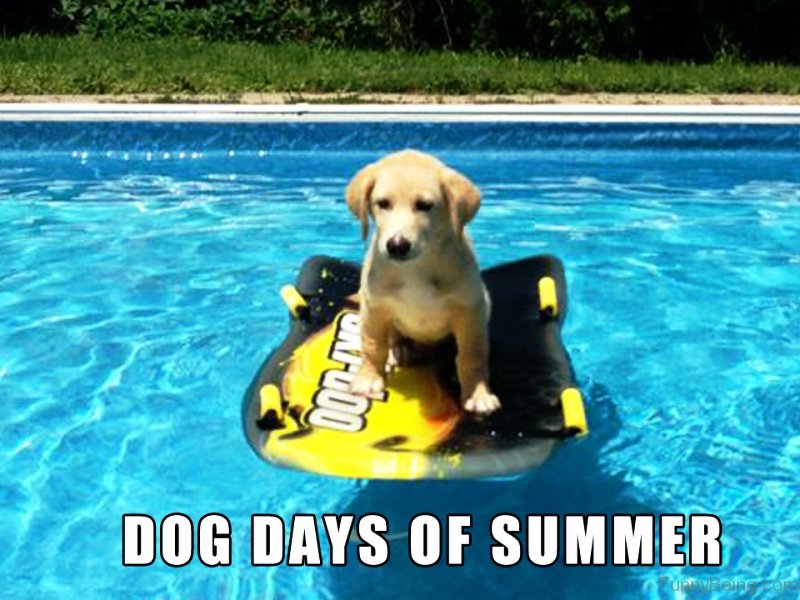 90 Best Summer Memes