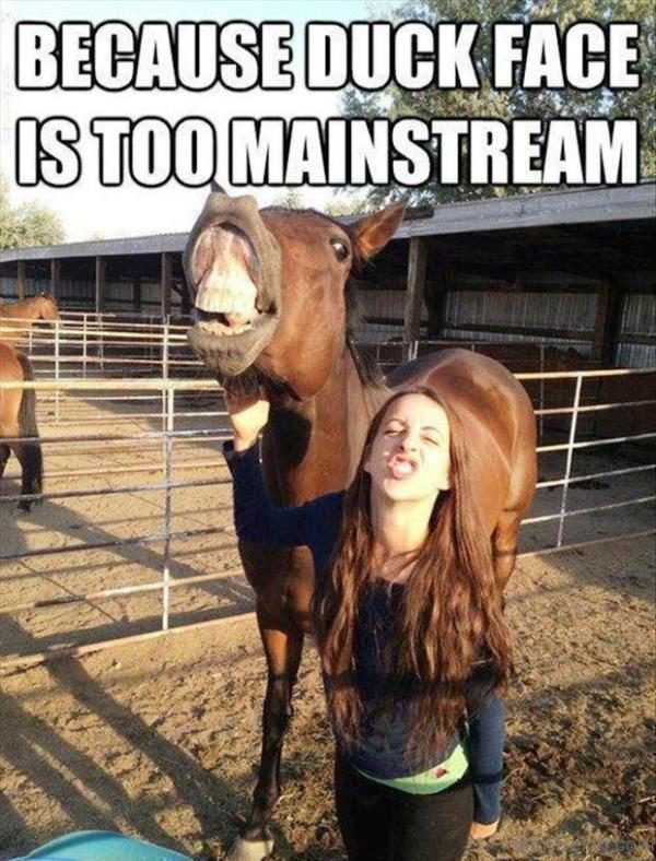 80 Mad Horse Memes Pictures