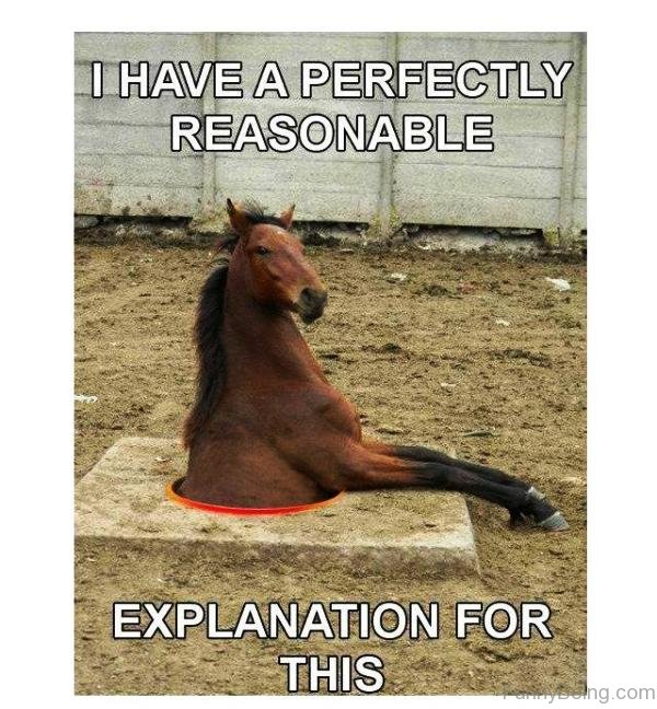80 Super Funny Horse Memes