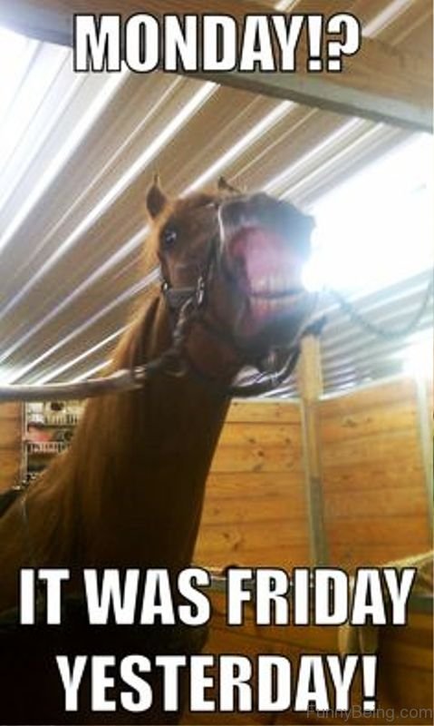 80 Super Funny Horse Memes