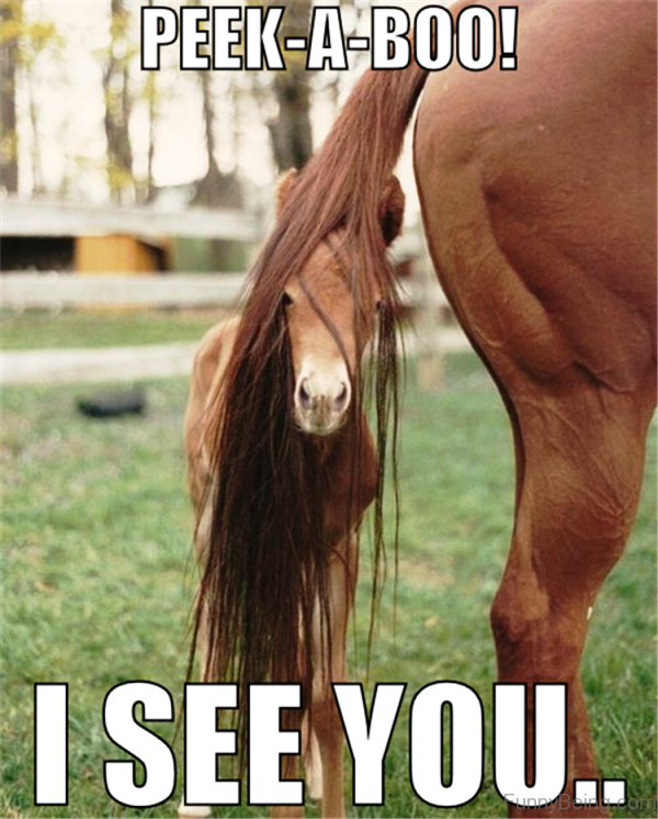 80 Super Funny Horse Memes