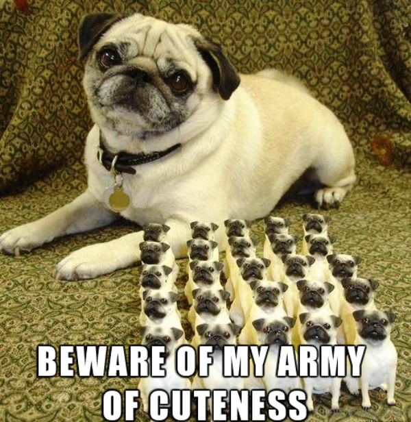 100 Hilarious Pug Memes Pictures