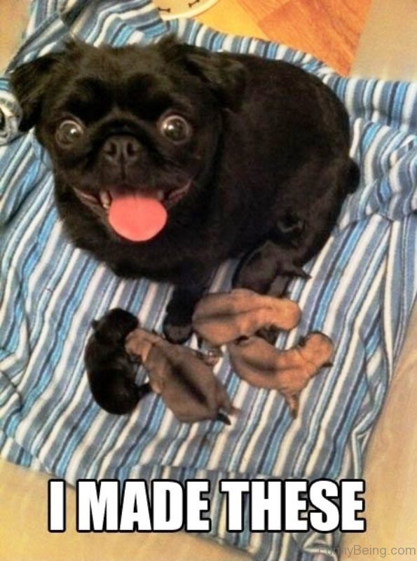 100 Hilarious Pug Memes Pictures