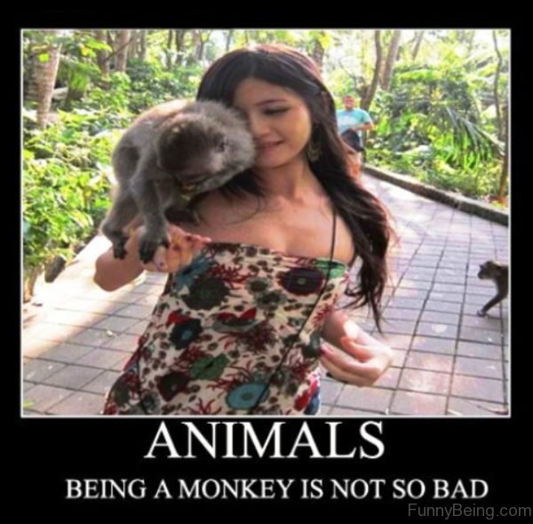 Being A Monkey Is Not So Bad