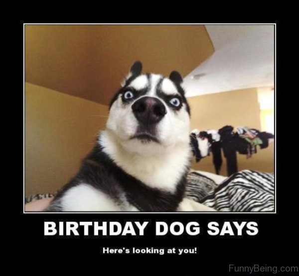 Birthday Dog Says