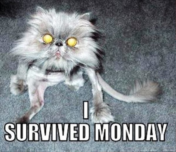 I Survived Monday