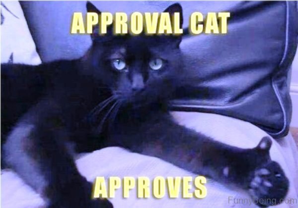 Approval Cat