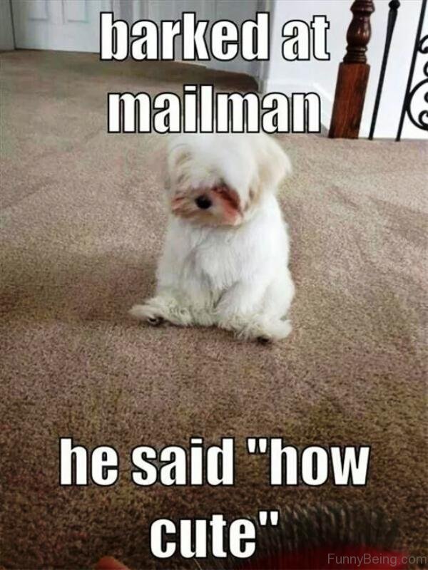 Barked At Mailman