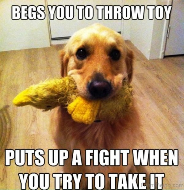 Begs You To Throw Toy