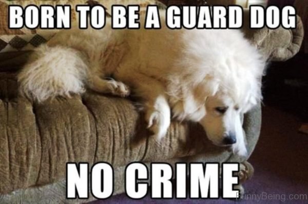 Born To Be A Guard Dog