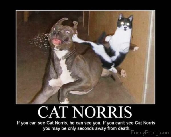 Cat Norris