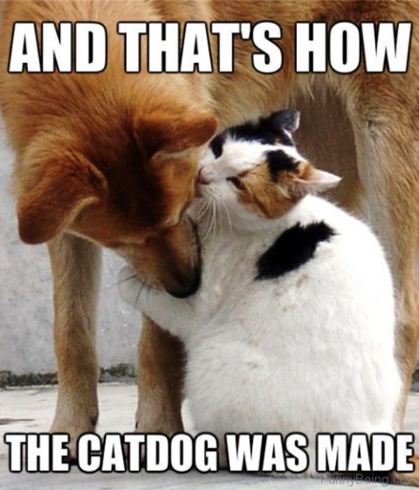 Catdog Was Made