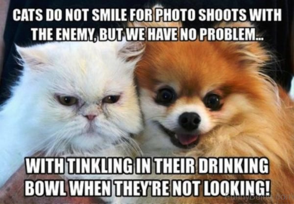 Cats Do Not Smile For Photo Shoots