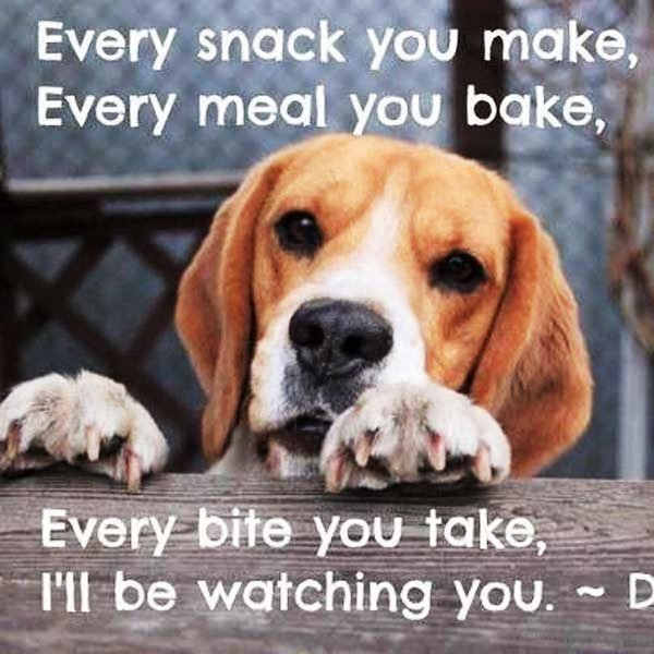 105 Ever Green Dog Memes