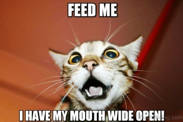 Feed Me