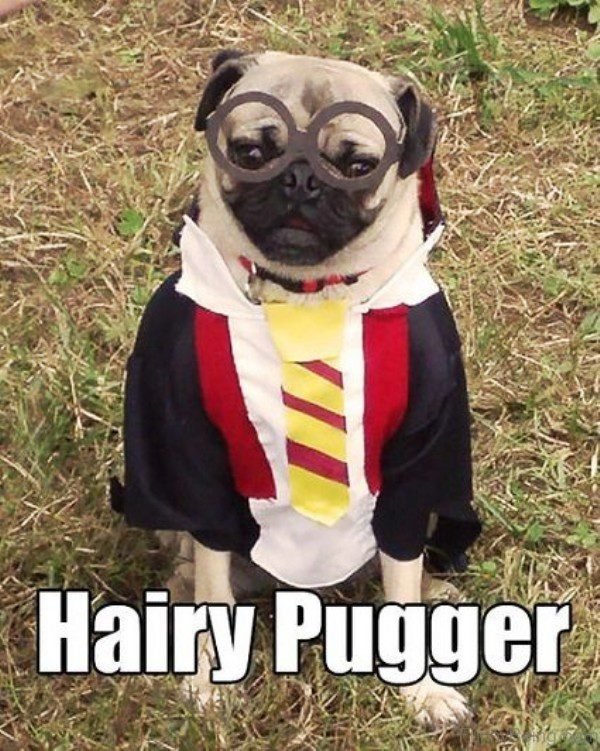 Hairy Pugger