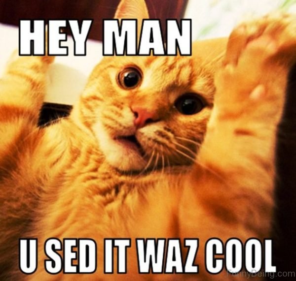 110 Lovely Cat Memes