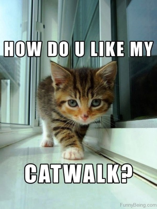 How Do You Like My Cat Walk