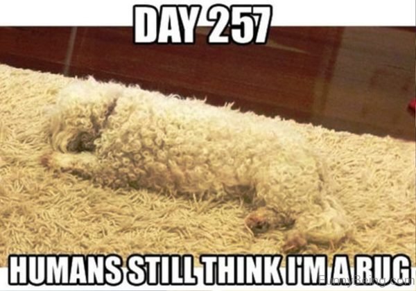 Humans Still Think I'm A Rug