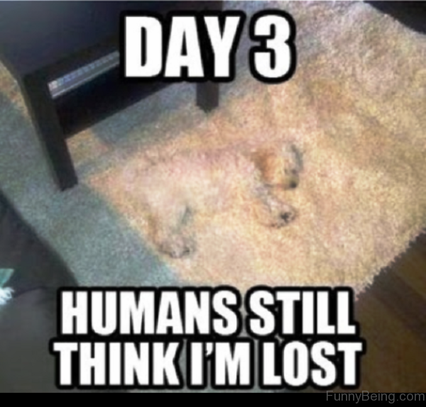 Humans Still Think I'm Lost