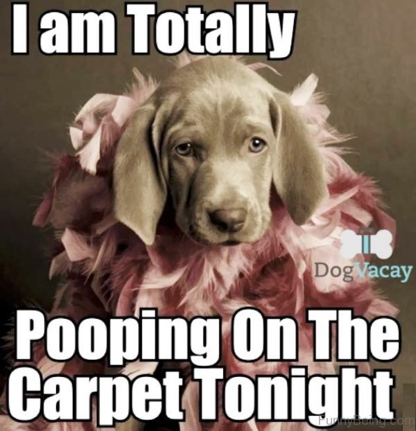 I Am Totally Pooping