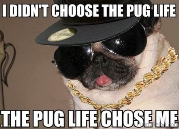 I Didn't Choose The Pug Life 1