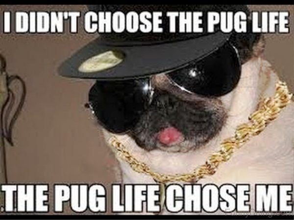 I Didn't Choose The Pug Life