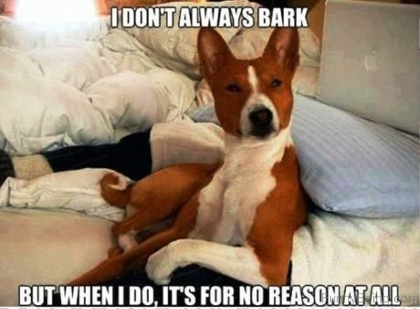 I Don't Always Bark