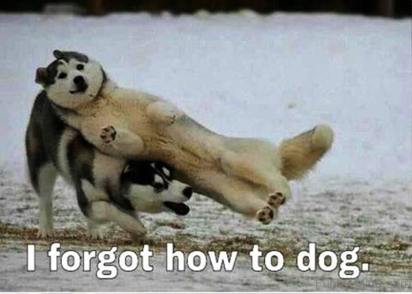 I Forgot How To Dog