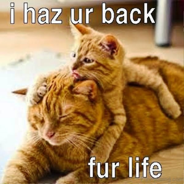 I Has Your Back For Life