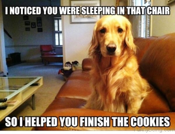 50 Funny Dog Memes You Need To See