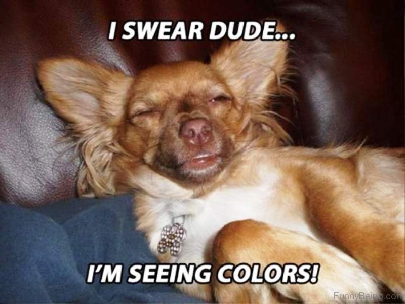 50 Funny Dog Memes You Need To See