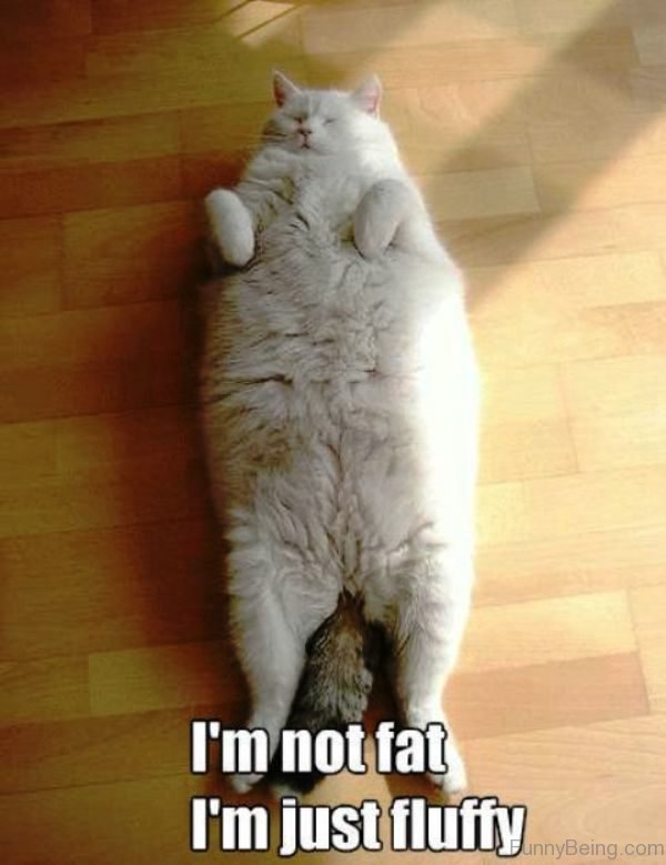 I'm Not Fat