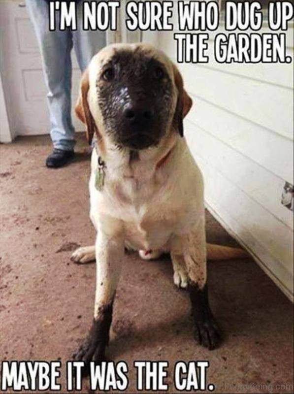 I'm Not Sure Who Dug Up The Garden