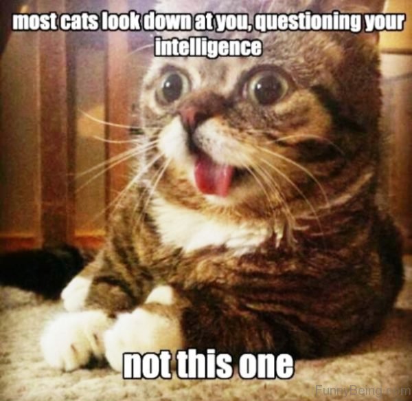 Our Favourite Tuxedo Cat Memes Tuxedo Cat