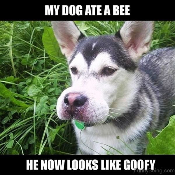 My Dog Ate A Bee