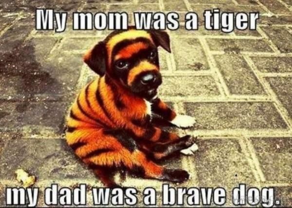 My Mom Was A Tiger