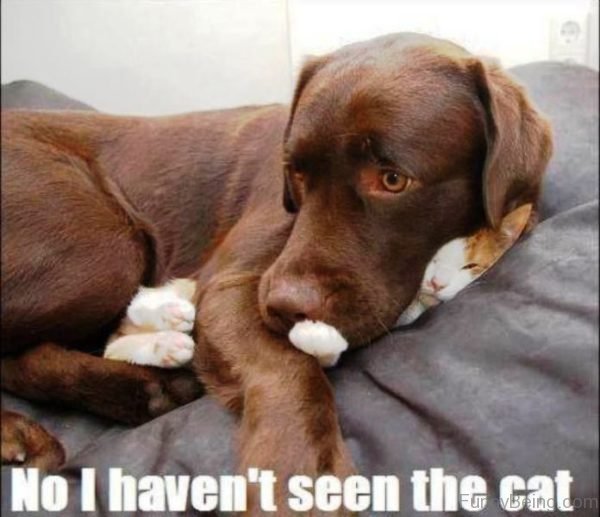 No I Haven't Seen The Cat