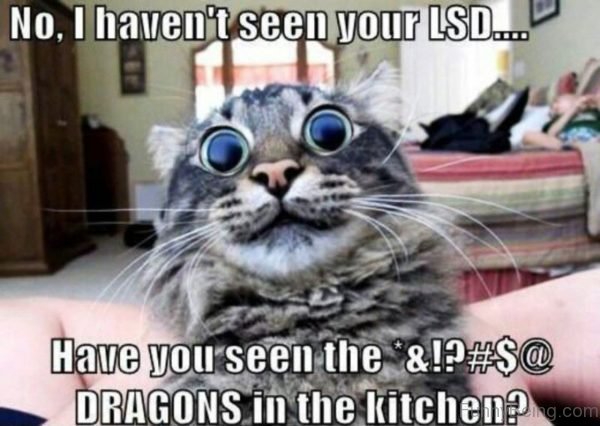 No, I Haven't Seen Your LSD