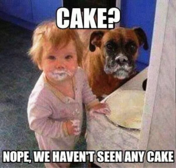 Nope We Haven't Seen Any Cake