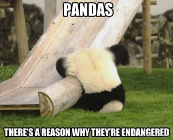 Pandas There's A Reason