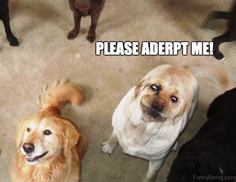 50 Funniest Dog Memes Of All Time