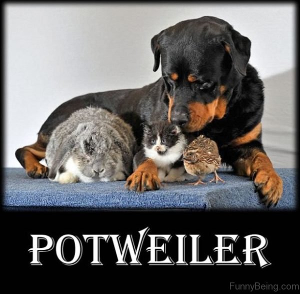 Potweiler