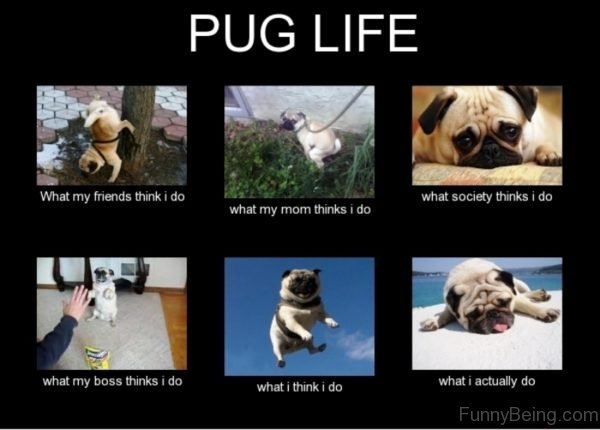 Pug Life